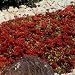 Sedum Dragon's Blood - 5000 Seeds