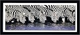 Shah, Kenia - Zebre Zebras - Plakat Poster Kunstdruck