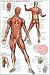 Muscular System Education Poster Print, 24x36
