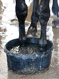 Racing Horse Kinetic Yankee is Cooled off Associated Press Collection Photographic Poster Print, 36x48