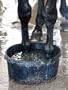 Racing Horse Kinetic Yankee is Cooled off Associated Press Collection Photographic Poster Print, 36x48