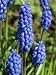 Close-Up of Grape Hyacinth Flowers, Taken in April, in Devon, England Photographic Poster Print by Michael Black, 18x24