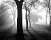 TOM WEBER TREES IN THE FOG I 35.5"X27.5" PHOTOGRAPHY BLACK WHITE ART PRINT TOW-14