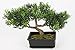 Bonsaï artificiel en pot, 100 rameaux de feuilles de thé, 25 cm - bonsai synthétique / bonsai déco - artplants