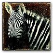 Portrait de zebre (Zebra Portrait) by Fabienne Arietti 11.75"x11.75" Art Print Poster
