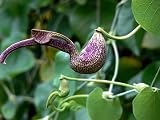 Amazon / Hirts: Seed; Tropical: Gaping Dutchmans Pipe 10 Seeds - Aristolochia ringens