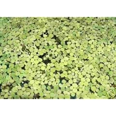 1 Portion Wasserlinsen ca. 1000 Stk. Lemna minor