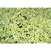 1 Portion Wasserlinsen ca. 1000 Stk. Lemna minor