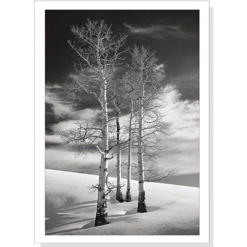 Ode to Winter Holiday Boxed Cards (Christmas Cards, Holiday Cards, Greeting Cards)