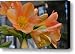 Clivia 2 - Orange Form Canvas Print / Canvas Art - Artist Doug Heavlow