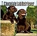Chocolate Labrador Retriever Puppies 2015 Calendar