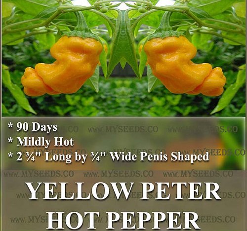 10 Pepper seeds *BST* ~ HOT YELLOW PETER ~Rare Penis Shape