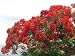 The Flamboyant Islands - 24
