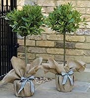 Pair of Bay Trees