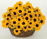 Send Fresh Cut Flowers - 20 Sunflowers