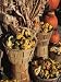 Indian Ornamental Corn and Gourds,The Hamptons, Long Island, New York State, USA Photographic Poster Print by Robert Harding, 30x40