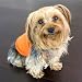 Epic Dog Clothing