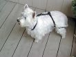 Jump Restraint Harness for Dogs, Prevents Jumping