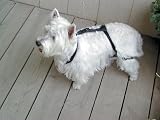 Anti Jump Harness