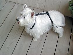 T.E Scott - Jump Restraint Harness For Dogs, Prevents Jumping