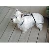 Jump Restraint Harness for Dogs, Prevents Jumping