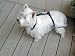 T.E Scott - Jump Restraint Harness For Dogs, Prevents Jumping