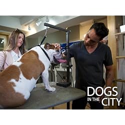 Dogs In The City