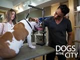 Dogs In The City: He Barks and He Barks and He Barks