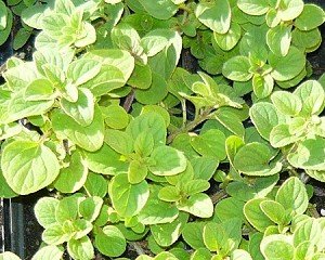 Greek Oregano Live Herb Plant Greek Oregano Live Herb Plant