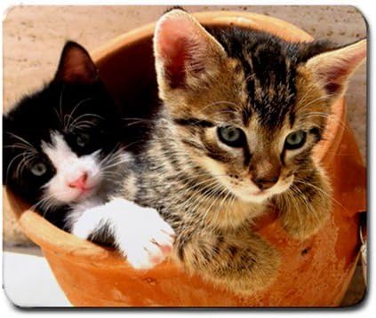 Kittens in Clay Pot Mouse Pad