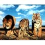 (16x20) Wild Cats (Lion, Leopard, Tiger) Art Poster Print