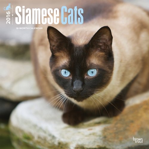 Siamese Cats 2016 Square 12x12 (Multilingual Edition)
