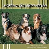 Australian Shepherds 2009 Wall Calendar 12 X 12