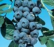 Southmoon "Mild Winter" Blueberry Plant Two Gallon