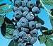Southmoon Mild Winter Blueberry Plant Two Gallon