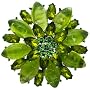 Lime Green Studded Flower Pin Brooch