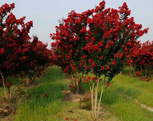 Red Rocket Crape Myrtle - Tall / Mature Height: 20-30' - (Plant, Shrub, Tree Size at Shipping / 1 Gallon 1-3 Foot Height) Red Rocket Crape Myrtle - Tall / Mature Height: 20-30' - (Plant, Shrub, Tree Size at Shipping / 1 Gallon 1-3 Foot Height)