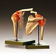 Shoulder Bone Joint Model Fully Functional SSM