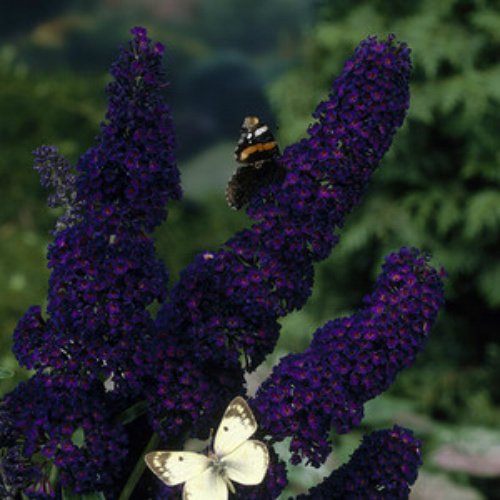 1 - Black Knight Butterfly Bush / Plant (Size at Shipping / 8-18 inches) 1 - Black Knight Butterfly Bush / Plant (Size at Shipping / 8-18 inches)