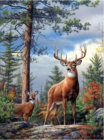 3D Wall Art - Deer on Rocks - 3D lithographic print - AMAZING pops out of the wall