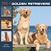 golden retriever - 365 Days of Golden Retrievers 2009 Wall Calendar