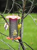 Forever Nyjer Feeder 1 Quart - Neon Orange