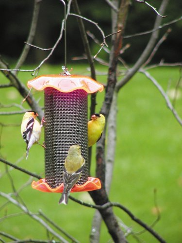 Forever Nyjer Feeder 1 Neon Orange