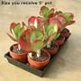 Flapjacks Plant