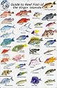 Fish Identification Cards - Reef Fish - British Virgin Islands - 9 x 6