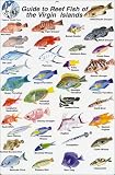 Fish Identification Cards - Reef Fish - British Virgin Islands - 9 x 6