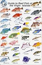 Fish Identification Cards - Reef Fish - British Virgin Islands - 9 x 6
