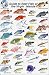 Fish Identification Cards - Reef Fish - British Virgin Islands - 9 x 6