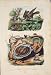 Bird Chicks Snail Tonnes Torcol Tornatelle Old Print