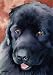 "Newfoundland" Dog Art Print Signed by Artist DJ Rogers